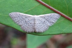 Idaea philocosma