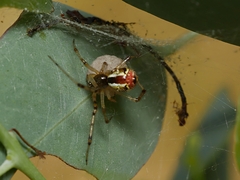 Theridion pyramidale