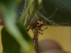 Theridion pyramidale