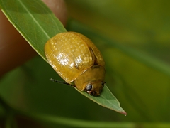 Paropsisterna cloelia