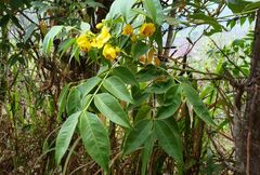 Cassia fistula