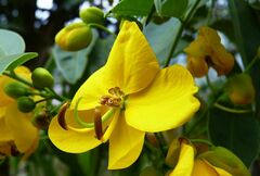 Cassia fistula