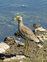 Vanellus senegallus