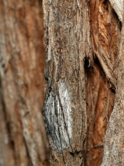 Tamopsis fickerti