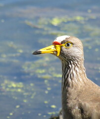 Vanellus senegallus
