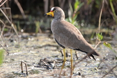 Vanellus senegallus