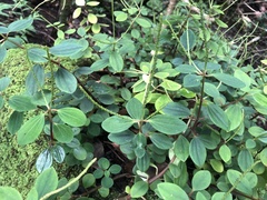 Peperomia leptostachya