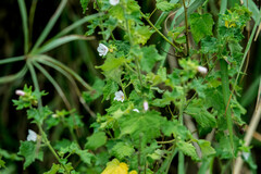 Pavonia columella