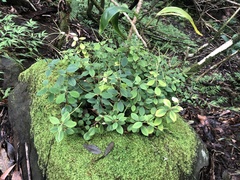 Peperomia leptostachya