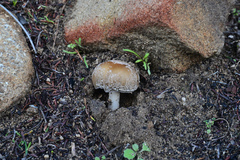 Coprinellus bipellis