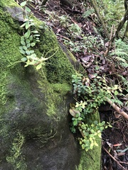 Peperomia leptostachya