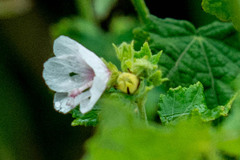 Pavonia columella