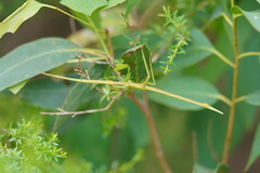 Didymuria violescens