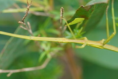 Didymuria violescens