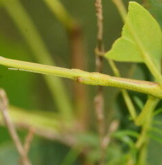 Didymuria violescens