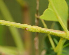Didymuria violescens