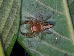 Plexippina