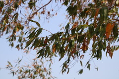 Combretum erythrophyllum