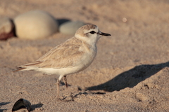 Charadrius marginatus
