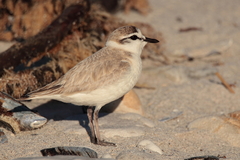 Charadrius marginatus