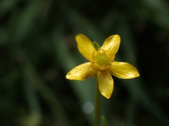 Ranunculus plebeius