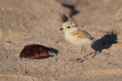 Charadrius marginatus
