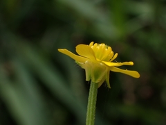 Ranunculus plebeius