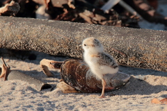 Charadrius marginatus