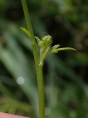 Ranunculus plebeius