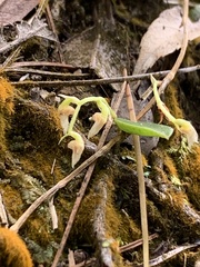 Bulbophyllum curranii