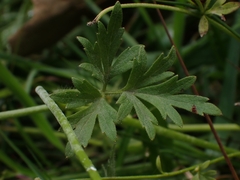 Ranunculus plebeius