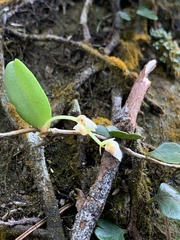 Bulbophyllum curranii