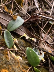 Bulbophyllum curranii