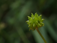 Ranunculus plebeius