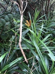 Freycinetia arborea