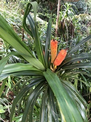 Freycinetia arborea