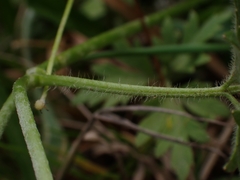 Ranunculus plebeius