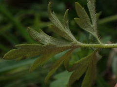 Ranunculus plebeius