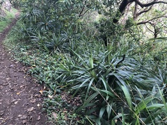 Freycinetia arborea