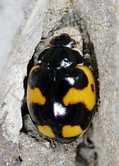 Ceratomegilla alpina