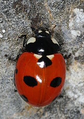 Coccinella magnifica