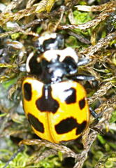 Ceratomegilla notata