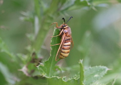 Sesia bembeciformis