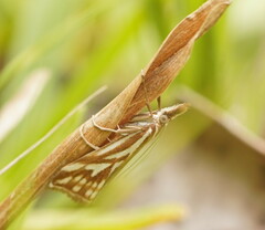 Hednota pleniferellus
