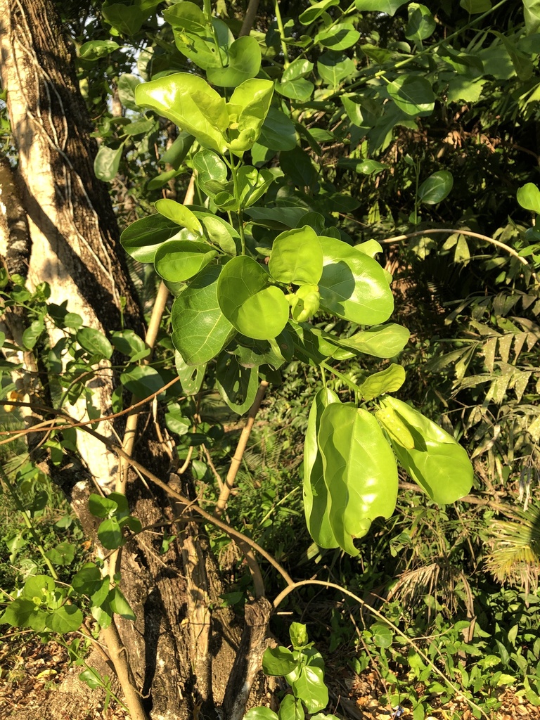 plants from Murray St, Tully, QLD, AU on October 28, 2020 at 05:34 PM ...