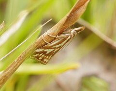 Hednota pleniferellus