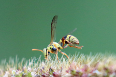 Ropalidia romandi