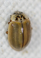 Aphidecta obliterata