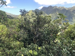 Diospyros sandwicensis
