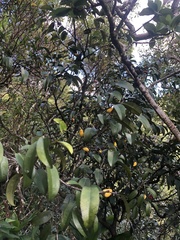 Diospyros sandwicensis